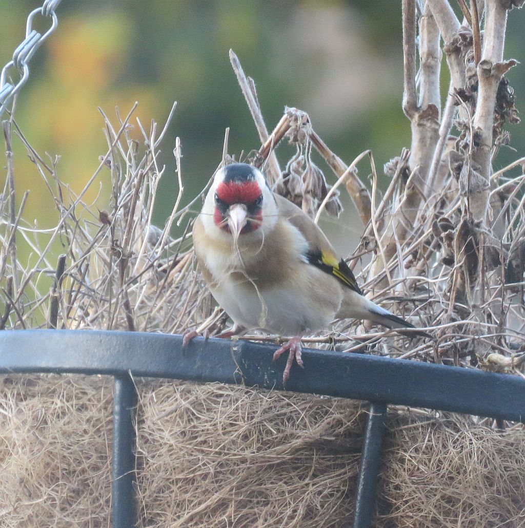  Goldfinch
